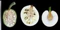 Artocarpus altilis